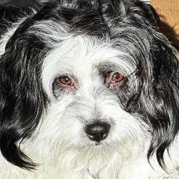 Panda - Aussiedoodle