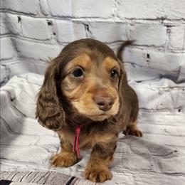 Hopper (pink collar) - Chocolate and tan male Dachshund puppy in Anaconda, Montana from Williams Family Dachshunds