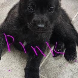 Pink collar - Black brindle female Dutch Shepherd puppy in Howey In The Hills, Florida from MAC K9 Dutch Shepherds