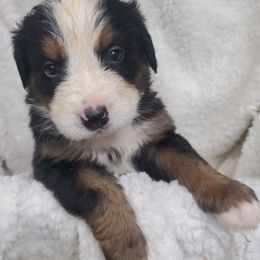 Girl 7 - Black rust and white female Bernese Mountain Dog puppy in Nicholson, Georgia from Bernese Mountain Dogs of Pony Trail Farm