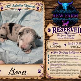 Bones - Blue merle male Australian Shepherd puppy in Citra, Florida from AEW Farm