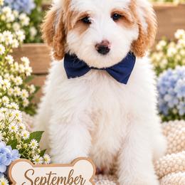 September - White male Bernedoodle puppy in Diamond Bar, California from Furrytaildoodles
