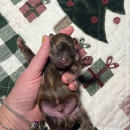 Buddy - Brindle Shih Tzu puppy in Wilkesboro, North Carolina from Frannie and Annie Shih Tzu Babies