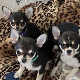 Chihuahua Puppies from Calmont