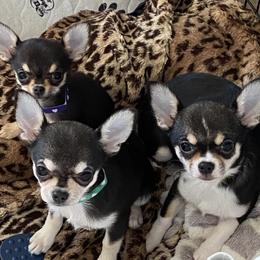 Chihuahua Puppies from Calmont