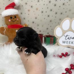 Jelly Bean - Black parti male Pomeranian puppy in Concord, California from Eelan’s Poms
