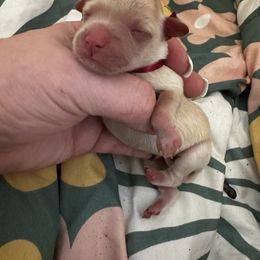 Burgundy - Wheaten female Miniature Schnauzer puppy in Newark, Ohio from Tuckered Out Schnauzers