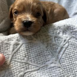 Beignet - Red male Cavapoo puppy in Picayune, Mississippi from JEN's Poodles
