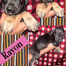 Rayon - Black female Great Dane puppy in Wellsville, New York from Prophecy Danes