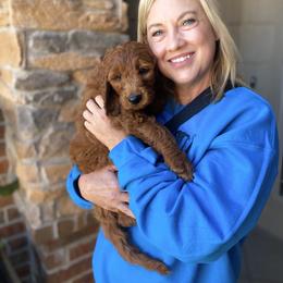 Goldendoodle Puppies from Bows & Ties Doodles