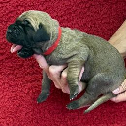 Red collar - Fawn male Great Dane puppy in Morriston, Florida from Boulder View Danes