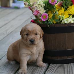 Orange collar - Golden female Golden Retriever puppy in Cartersville, Georgia from Lakeside Golden Retrievers
