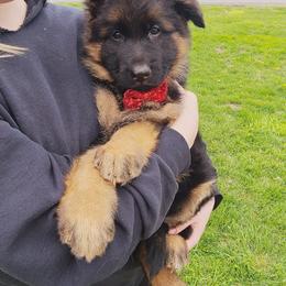 German Shepherd Puppies from Von Holtzapple German shepherds
