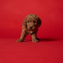 Jim - Red  male Goldendoodle puppy in Payson, Utah from Country Sky Doodles