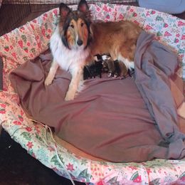 Collie puppies from Lovely Heart Collies