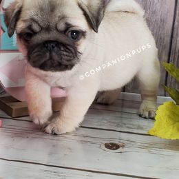 Pug Puppies from Companion Pups