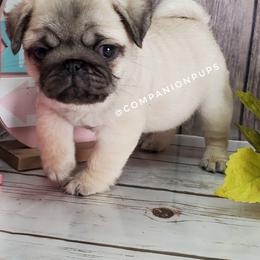 Pug Puppies from Companion Pups