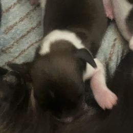 Cameron - Red male Dachshund puppy in Sharon Springs, New York from Show Us The Way Homestead