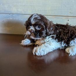 Shih Tzu Puppies from Morgan's Shih Tzus