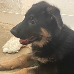 Female Green - Black and tan female German Shepherd puppy in Joshua, Texas from American Viking GSD