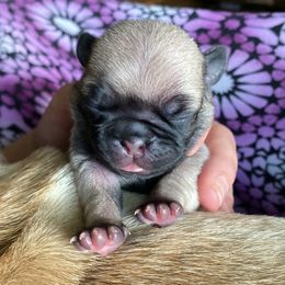 Pug puppies from Milan Pugs