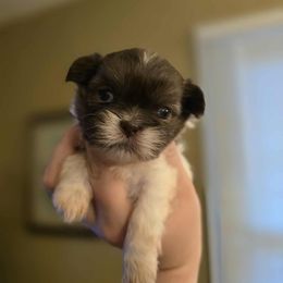 Girl 1 - Liver and white female Shih Tzu puppy in Norris City, Illinois from Dainty and Darling Shih Tzu