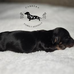 Bruce - Black and cream male Dachshund puppy in Modesto, California from Cabrera Family Kennels