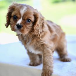 Mel - Ruby female Cavalier King Charles Spaniel puppy in Lawton, Oklahoma from Lindsey’s Cavies