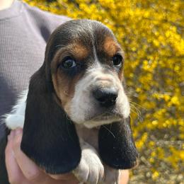 Male 3 - Black brown and white male Basset Hound puppy in Lindley, New York from Hill Top Basset Hounds & Cane Corso