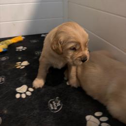 Yellow - Golden male Golden Retriever puppy in Van Alstyne, Texas from Grace N Goldens