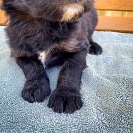 Bernedoodle and Siberian Husky Puppies from Timberline Paws
