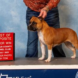 Aggie - Staffordshire Bull Terrier