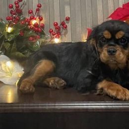 Cavalier King Charles Spaniel Puppies from Country Charm Cavaliers