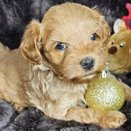 Cinnamon - CF0550 - Apricot female Australian Labradoodle puppy in Easley, South Carolina from Royal Diamond Labradoodles