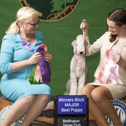 Sophia - Bedlington Terrier