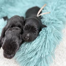 Gorgie - Phantom female Goldendoodle puppy in Taylor, Michigan from Mi Best Doodle Ever, LLC