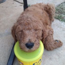 Poodles from Howl at the Moon Standard Poodles