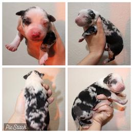 Opal - Blue merle female Australian Shepherd puppy in Iola, Texas from MK Aussies