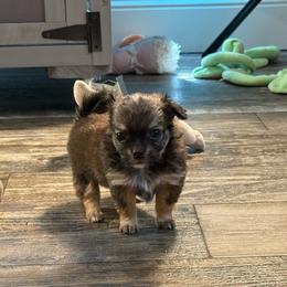 Fawn and tan price: 5,200 - Fawn male Chihuahua puppy in Summerfield, Florida from Uey’s Chihuahuas