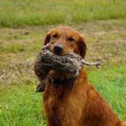 Golden Retriever Puppies from Aurora's Northern Goldens