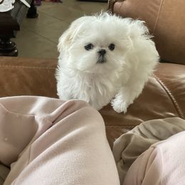 Maltese Puppies from A Maltese 4U
