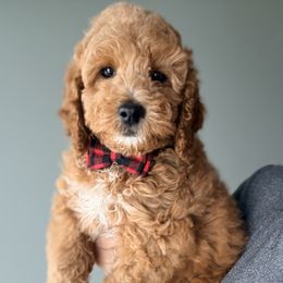 Pugsley - Apricot male Goldendoodle puppy in Marion, Ohio from Doodles & Doxies