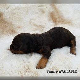 Aussiedoodle and Australian Shepherd Puppies from Homestead Aussies & Doodles