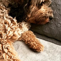 Bernedoodles and Goldendoodles from Reece + Co Doodles