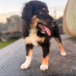Red - Black tri male Miniature Australian Shepherd puppy in 32046, Florida from River Hill Ranch