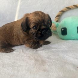 Darth Vader (Teddy) - Red male Brussels Griffon puppy in Seneca, Missouri from Stephanie’s Puppy Colony