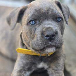 Cane Corso Puppies from Willow Creek Cane Corsos