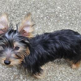 Silky Terrier Puppies from Brawley's Beautiful Babies