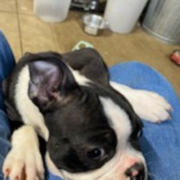 Boston Terriers from Steve's Boston Terriers