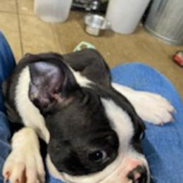 Boston Terriers from Steve's Boston Terriers